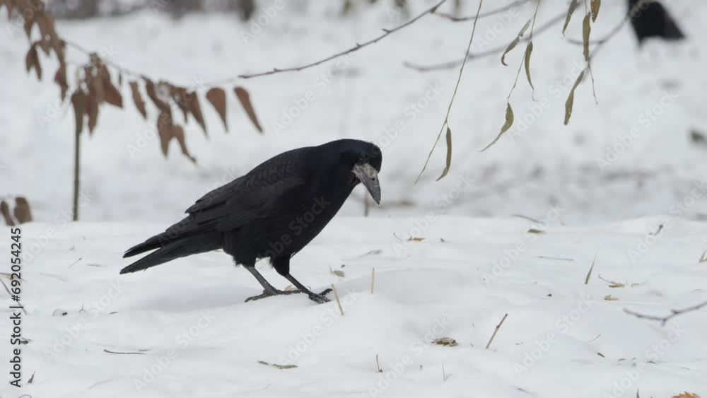 Raven. Bird in winter. Black raven sitting on tree. Corvus corax Winter in wild nature habitat.