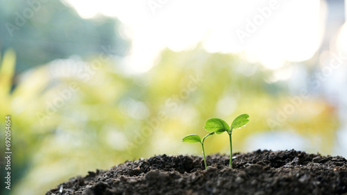 small plant sapling growing tree sprout closeup photo