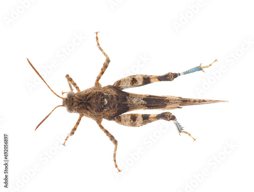 Blue-winged grasshopper isolated on white background, Oedipoda caerulescens photo