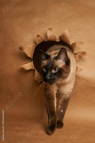 Siamese cat coming out of hole in brown paper