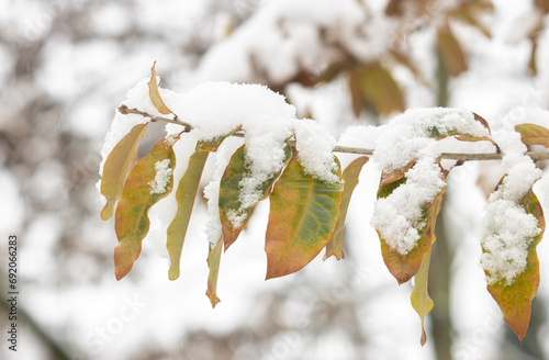 Blätter im Winter mit Schnee photo