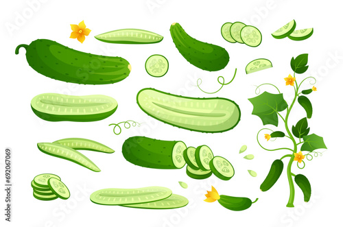 Green ripe cucumber. Vector set of half and slices cucumber with stem leaves, seeds and flower. Organic green vegetable for healthy food, salad, diet, nutrition. Agricultural product. Plant growth  photo