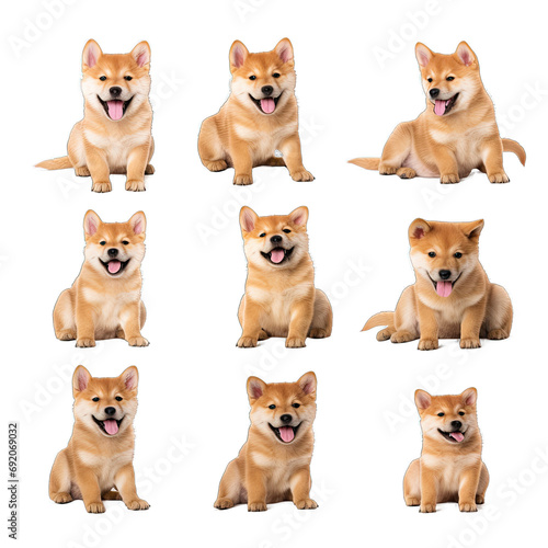 Shiba Inu Dog Puppy Portraits From Various Angles Capturing the Breed s Cuteness and Spirited Nature.. Isolated on a Transparent Background. Cutout PNG.