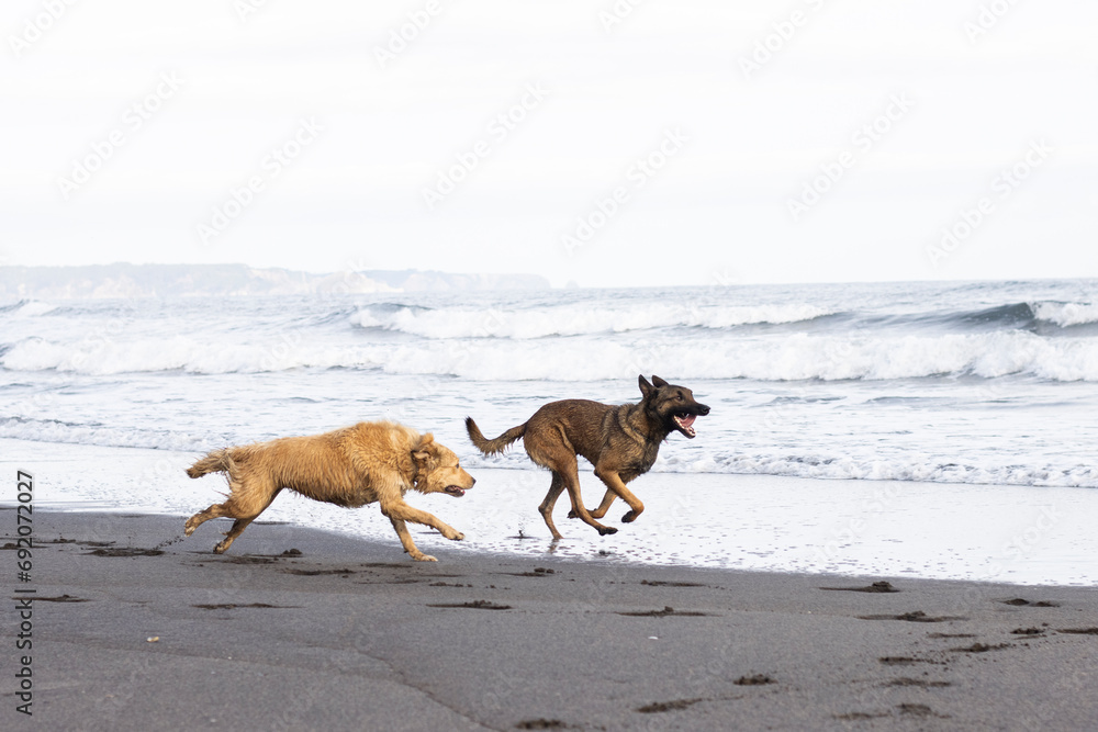 belgian shepherd dog and border cross dog running on the beach belgian shepherd dog and border cross dog running on the beach