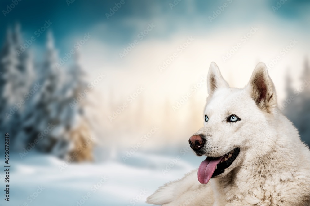 Beautiful smart dog in the snow Beautiful smart dog in the snow