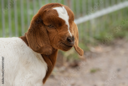 Portrait of a cute young Boer goat
