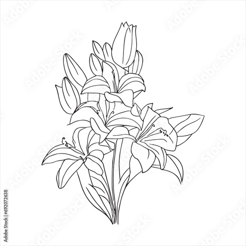 Lily flower line art with drawings isolated on a white background.vector lily flower and leaves line art.