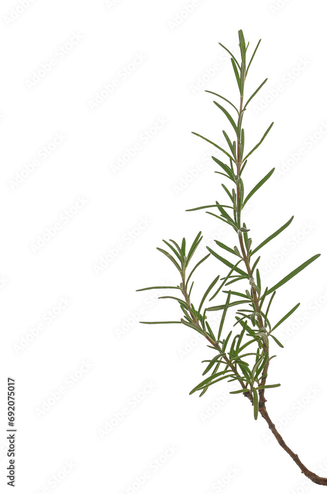Close up fresh green rosemary twig and leaves isolated, clipping path Close up fresh green rosemary twig and leaves isolated, clipping path
