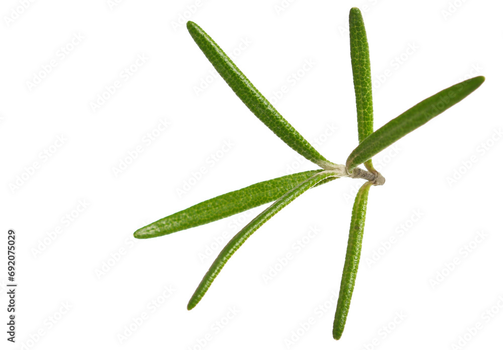 Close up fresh green rosemary twig and leaves isolated, macro Close up fresh green rosemary twig and leaves isolated, macro