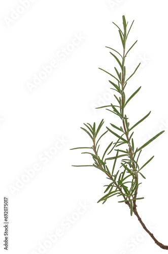 Close up fresh green rosemary twig and leaves isolated, clipping path