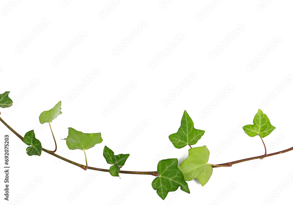 Devil's ivy twig, branch with leaves, ceylon creeper foliage isolated on white background, clipping path, hedera helix - obrazy, fototapety, plakaty 