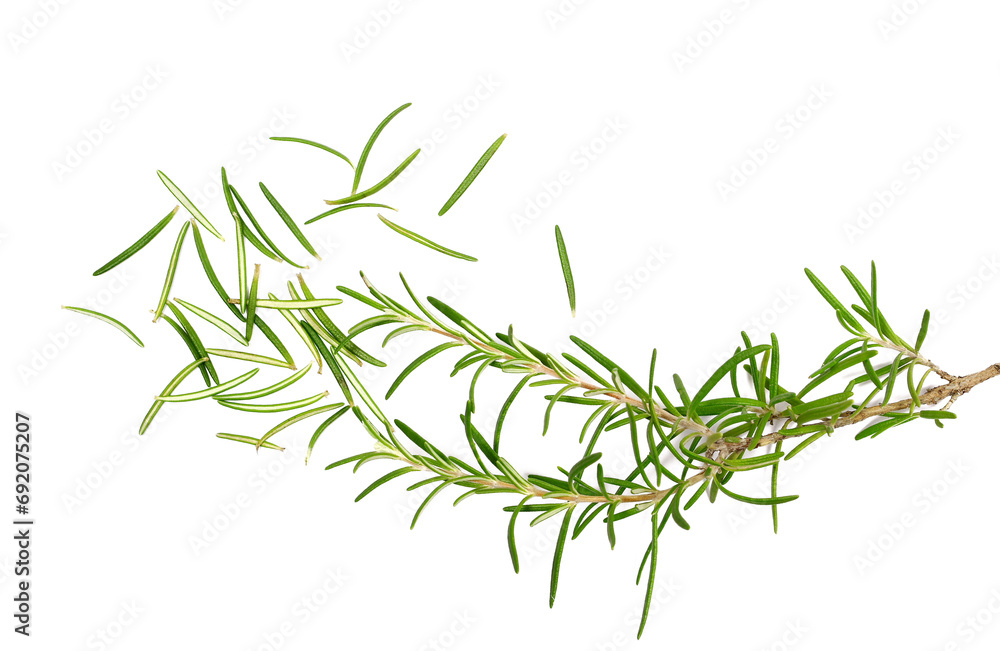 Fresh green rosemary twig and scatter leaves isolated, top view Fresh green rosemary twig and scatter leaves isolated, top view