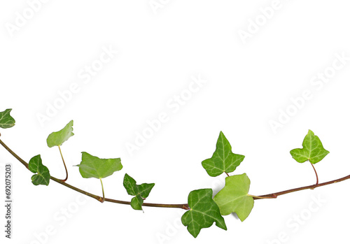 Devil's ivy twig, branch with leaves, ceylon creeper foliage isolated on white background, clipping path, hedera helix