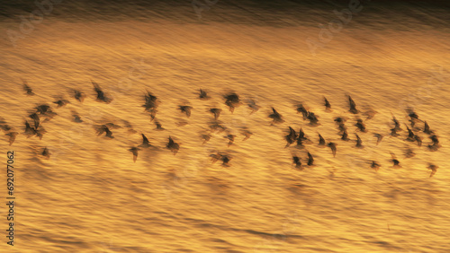 Dunlin migration at Snettisham coast at sunset photo