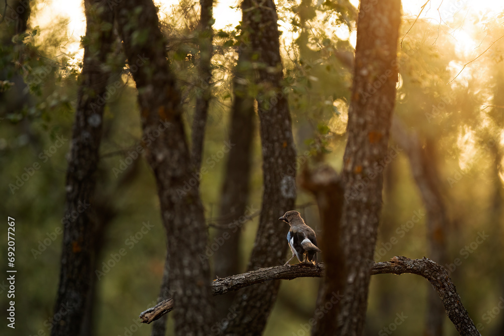 Sunlit Eurasian jay bird perched on a branch in forest setting Sunlit Eurasian jay bird perched on a branch in forest setting