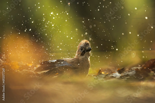 Magical bird bath amidst glistening water drops