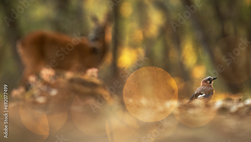 Enchanting autumn scene with roe deer and bird photo