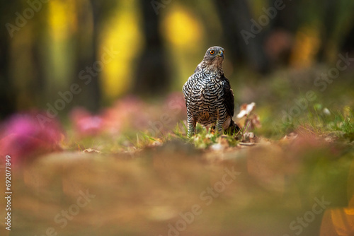 Majestic forest eagle in a Mediterranean woodland photo