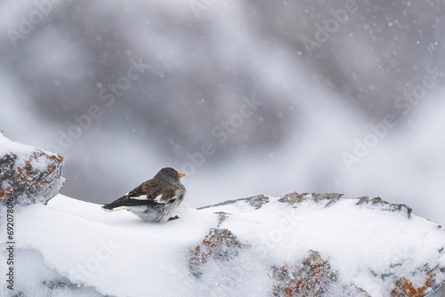 Alpine sparrow bird braves the snowy Swiss landscape photo