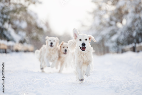 Photography happy golden retriever dogs running in the winter forest