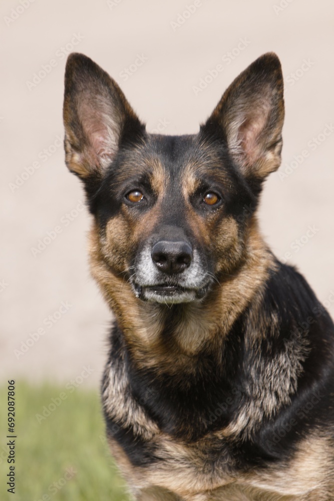 Portrait eines Schäferhundes
