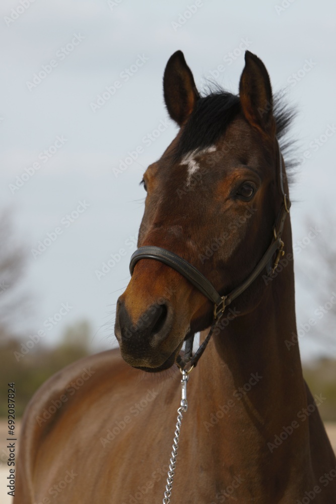 Obraz premium Portrait eines Pferdes