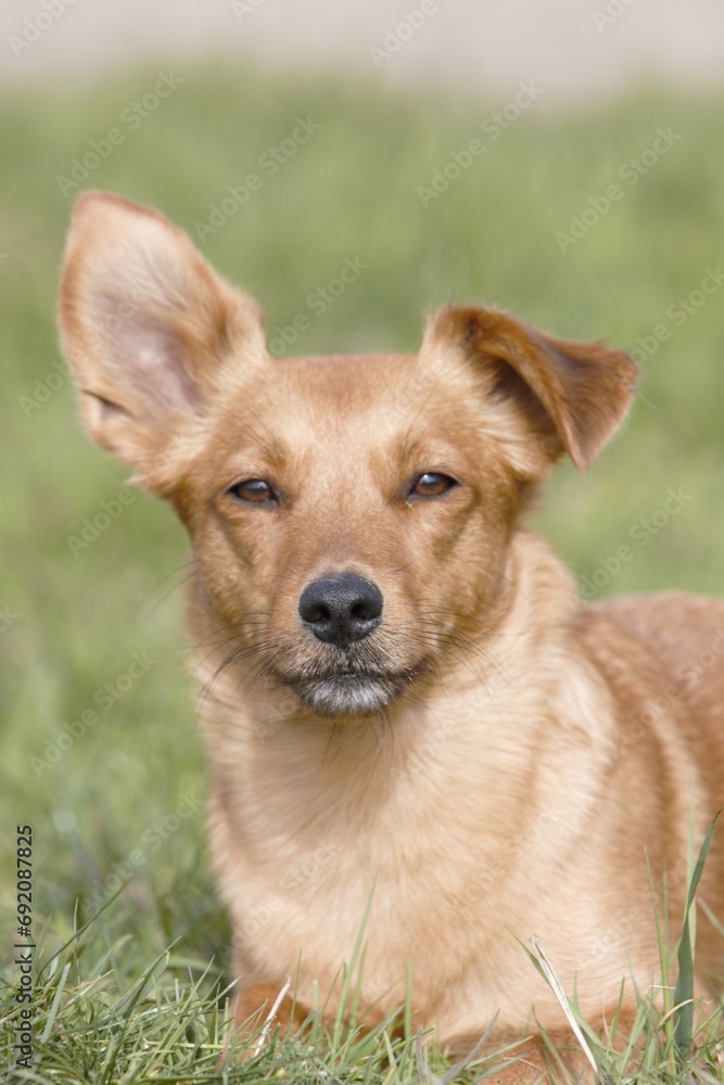 Kleiner Mischlingshund im Portrait Kleiner Mischlingshund im Portrait