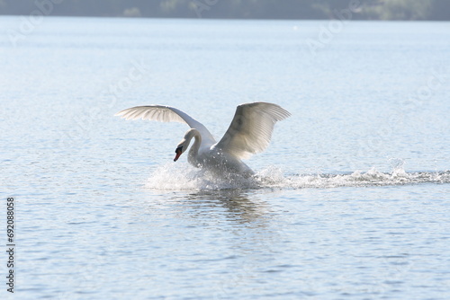 Fotografía Höckerschwan landet auf dem Wasser
