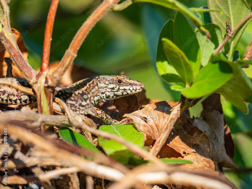 Camouflaged Iberian lizard hiding among leaves and branches Camouflaged Iberian lizard hiding among leaves and branches
