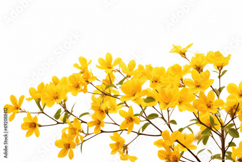 Yellow flowers close-up on white background