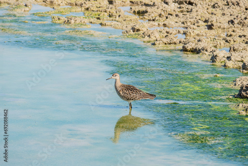 Lightshank standing serenely in shallow coastal waters photo