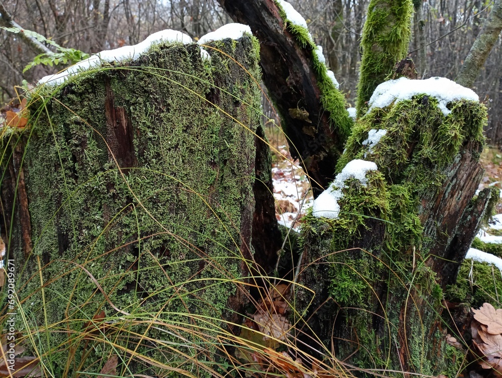 Fototapeta premium Several stumps form a group of old wood stumps overgrown with forest moss. Old rotten stumps in the middle of the forest in winter under the first snow.