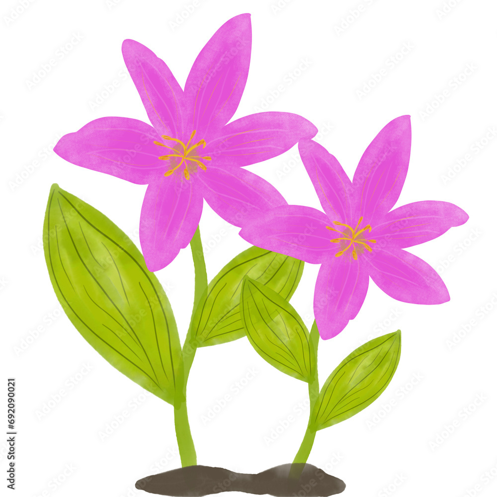 Pink flowers Pink flowers