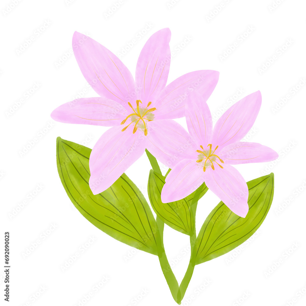 Two pink Lilly flowers 