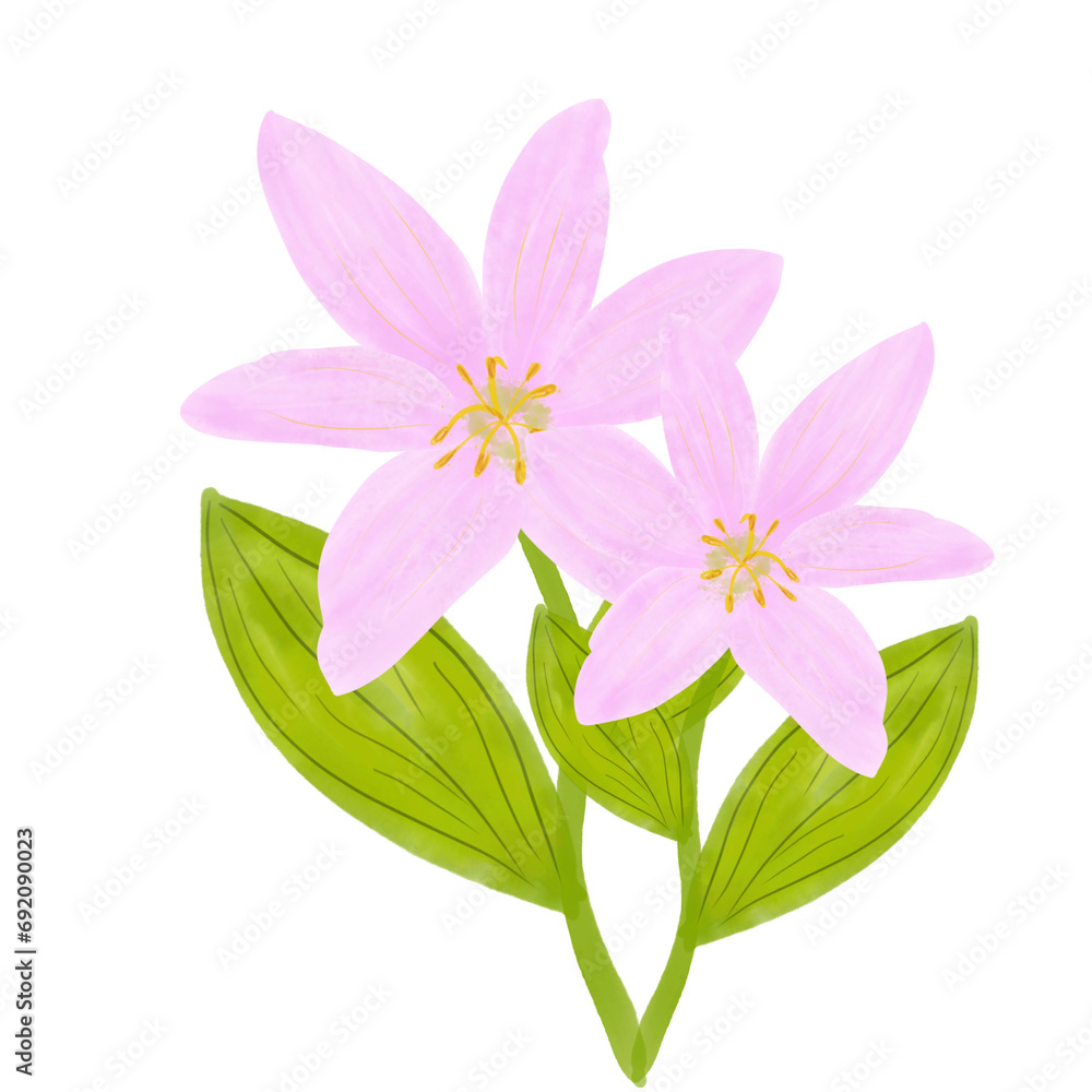 Two pink Lilly flowers Two pink Lilly flowers