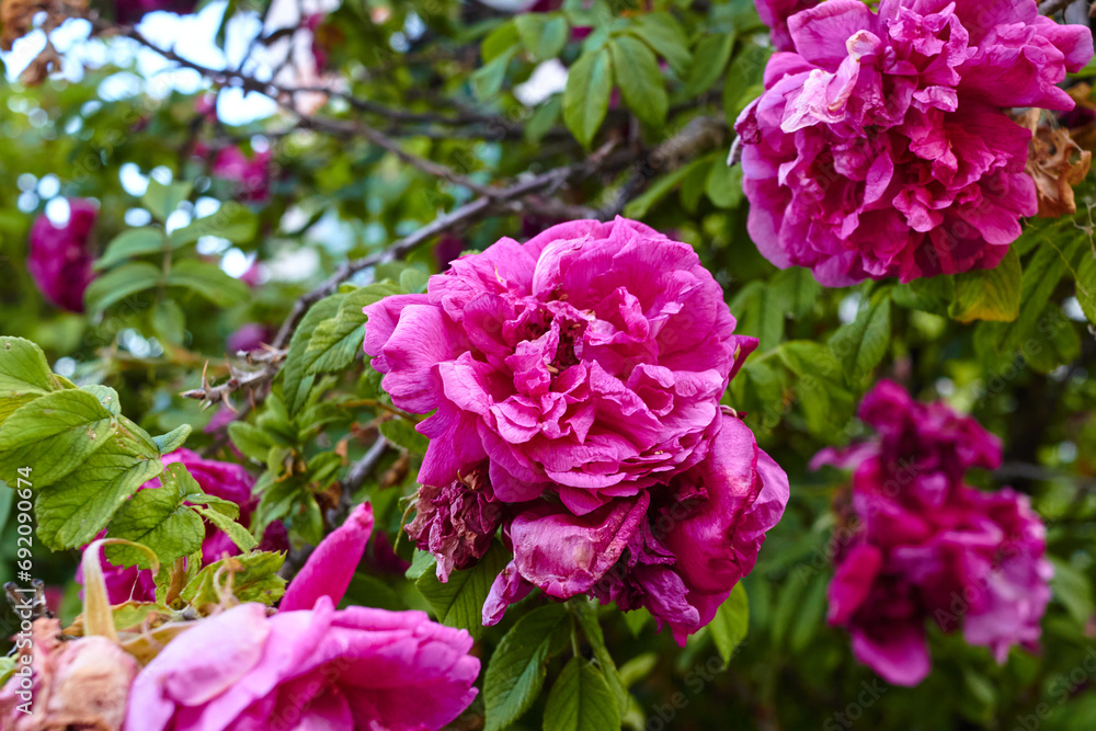 Photo garden bright pink briar prickly Plants.