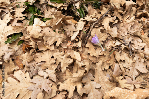 Saffron flower on oak leaves