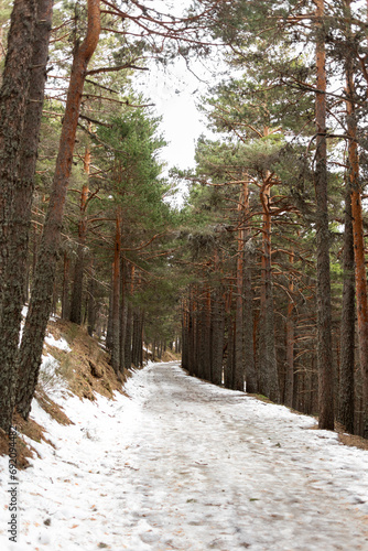 Snowy road surrounded by pine trees.