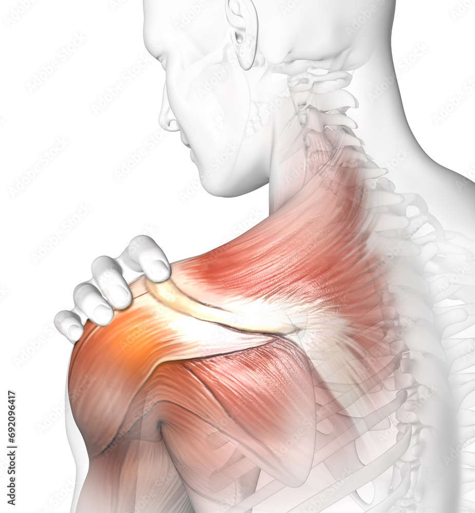 Painful shoulder joints. Frozen shoulder, Impingement. 3D illustration