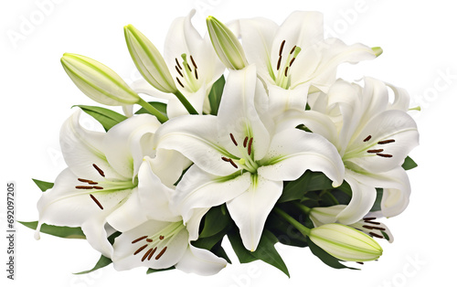 Bunch of White Lilies White Blossom Showcase Isolated on Transparent Background PNG.