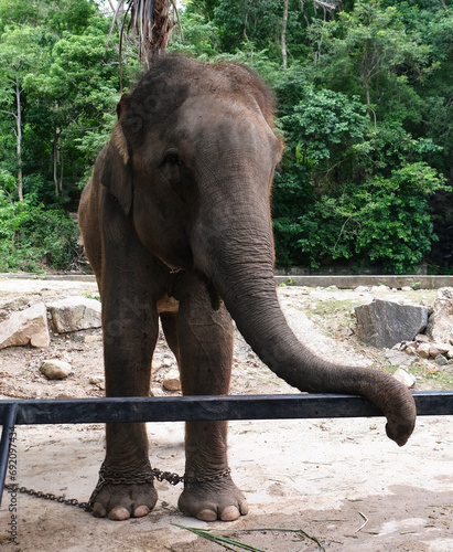 Big elephant in zoo
