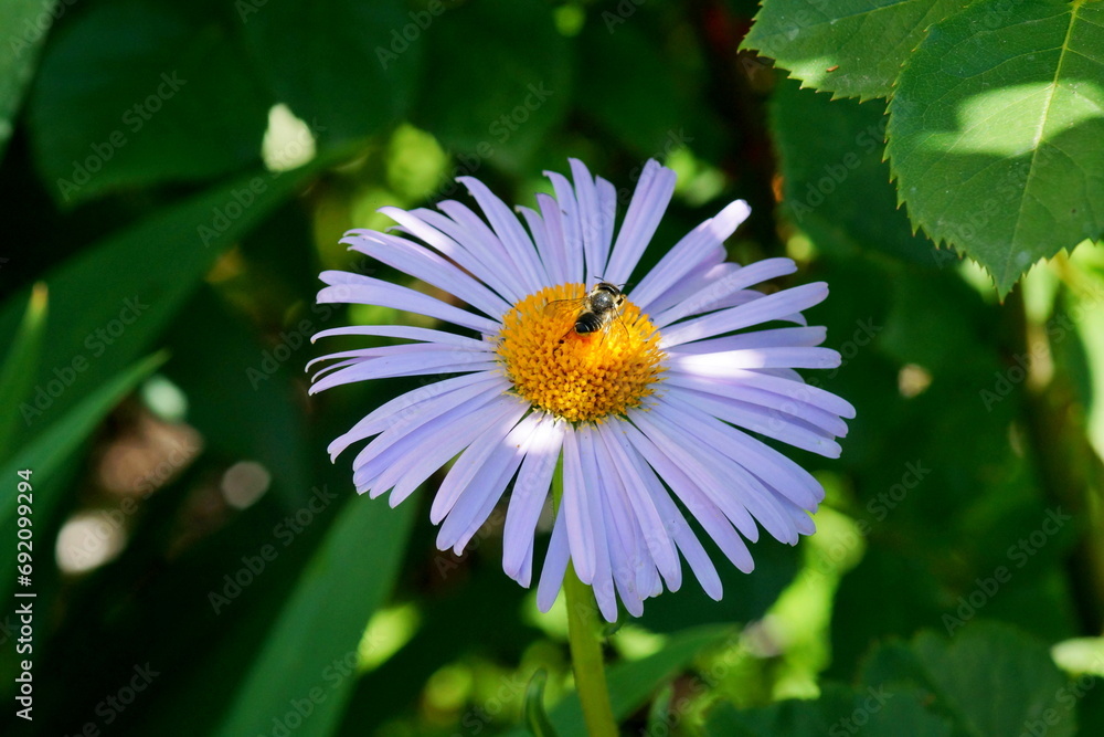 Fototapeta premium chamomile