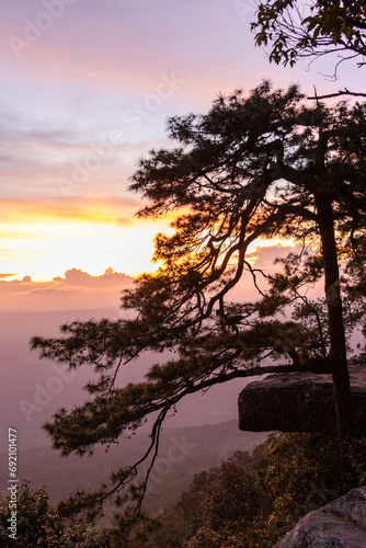 Pine tree on top of mountain at sunrise  Phu Kradueng National Park  Loei  Thailand