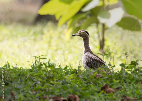 A Double-striped Thick Knee wading bird in a grassy pasture in Costa Rica ( Burhinus bistriatus)