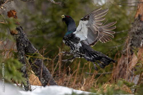 the Tetrao urogallus jumps and dances western capercaillie in the winter forest