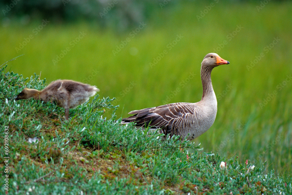 Oie cendrée, Anser anser, Greylag Goose, jeune, femelle Oie cendrée, Anser anser, Greylag Goose, jeune, femelle