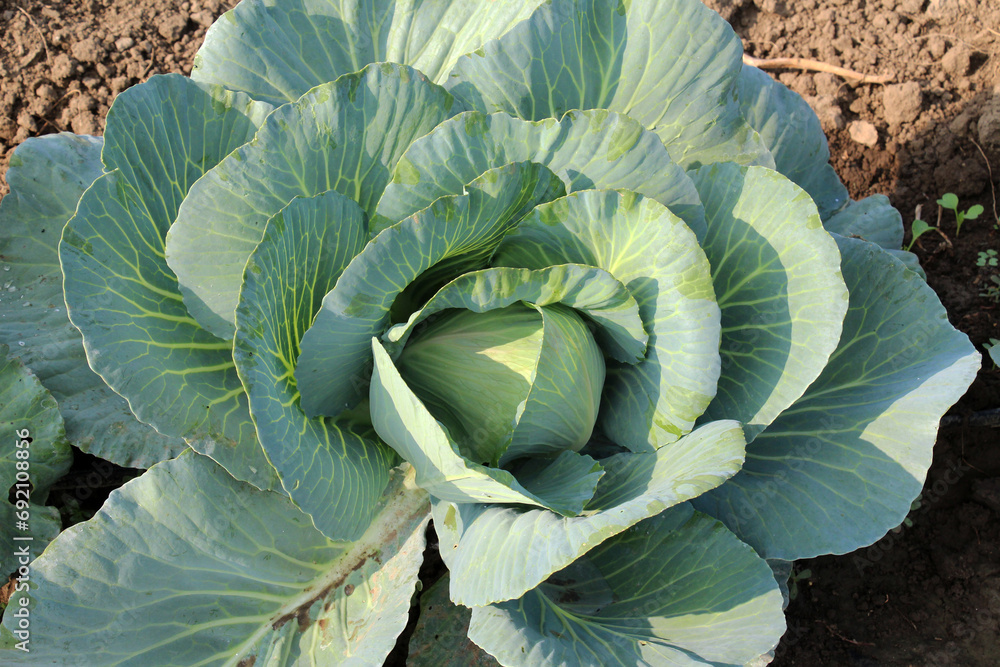Obraz premium Cabbage grows in the garden.