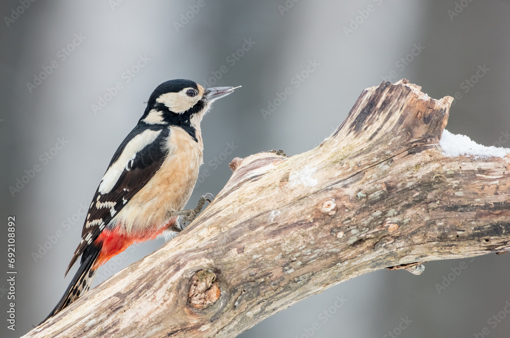 Fototapeta premium Great Spotted Woodpecker - female - in the wet forest in winter