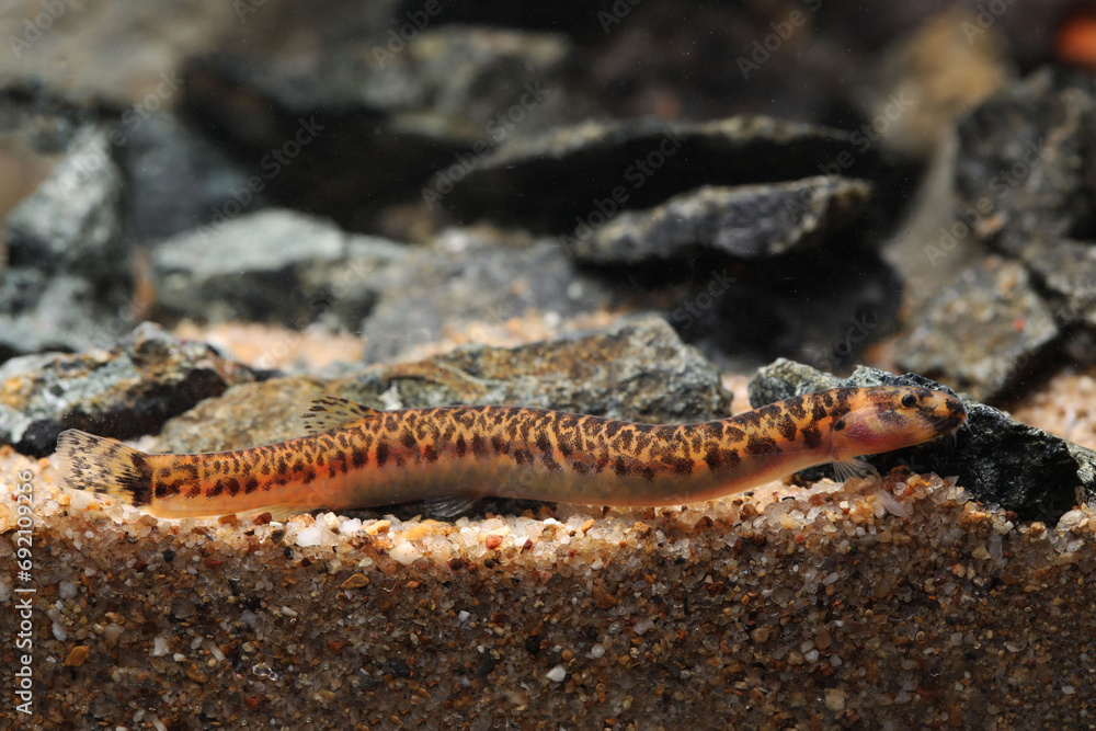 Spotted Eel loach (Pangio muraeniformis or shelfordi) Spotted Eel loach (Pangio muraeniformis or shelfordi)