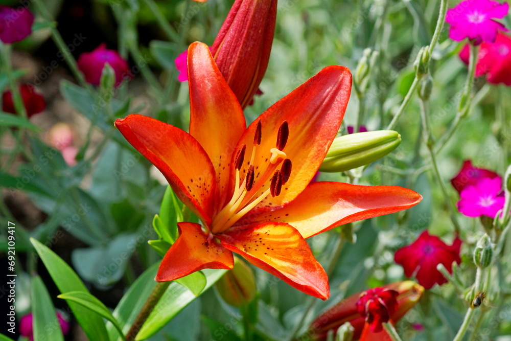 Fototapeta premium lily
